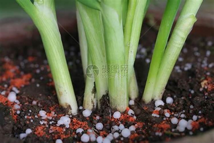 果树腐烂病防治的特效药