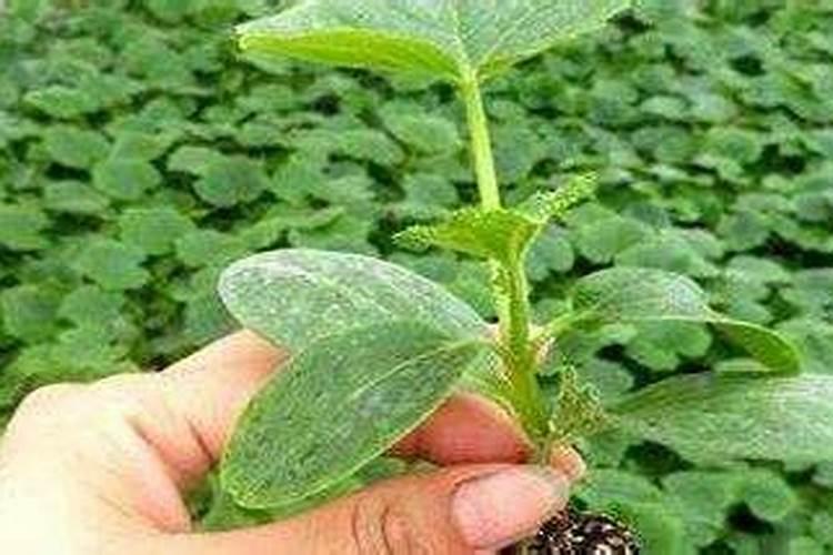 蔬菜种植缺硼有什么症状？如何正确补硼？