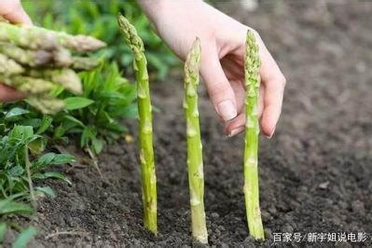 芦笋施什么肥最好