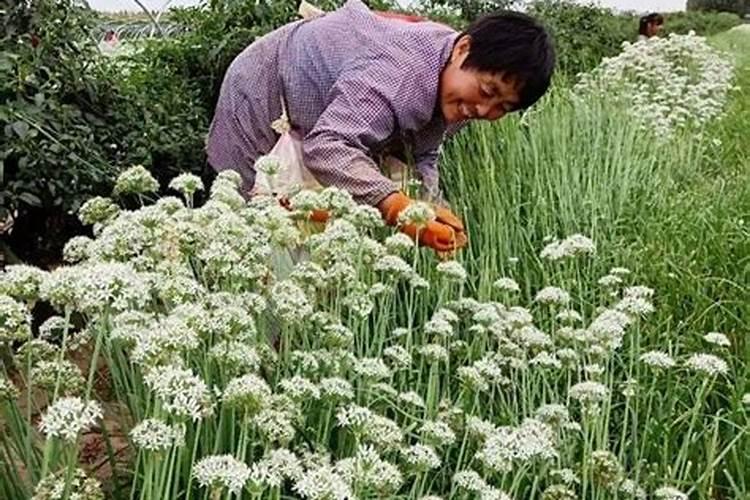 冲施肥冲施肥使用技巧