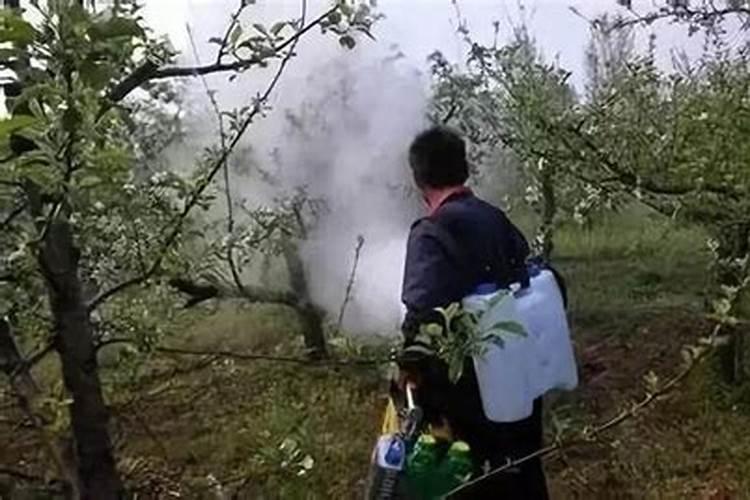 白醋加多少水喷黄瓜