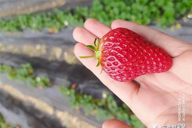 草莓施什么肥料长得又甜又大