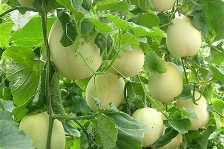 红葱头夏天怎么种 种红葱头方法