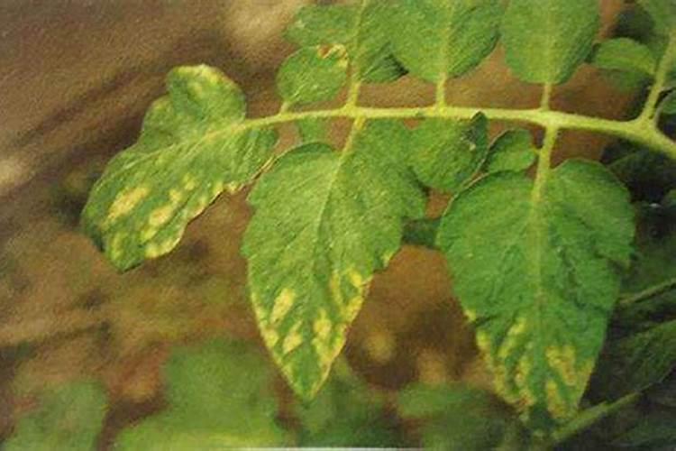 土豆叶子发黄怎么回事