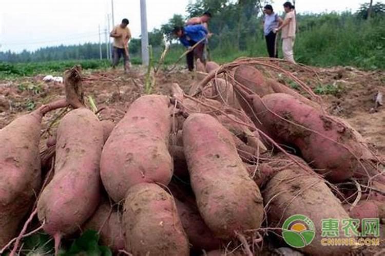 什么时候不能喷芸苔素