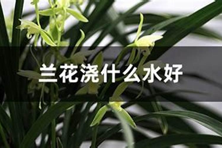 史丹利水溶肥料用于花卉怎么兑水？