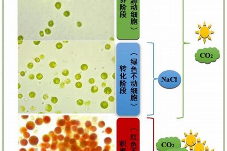 矿源黄腐酸钾是酸性还是碱性的