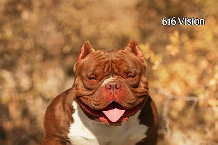 句号复合肥是大厂家的吗