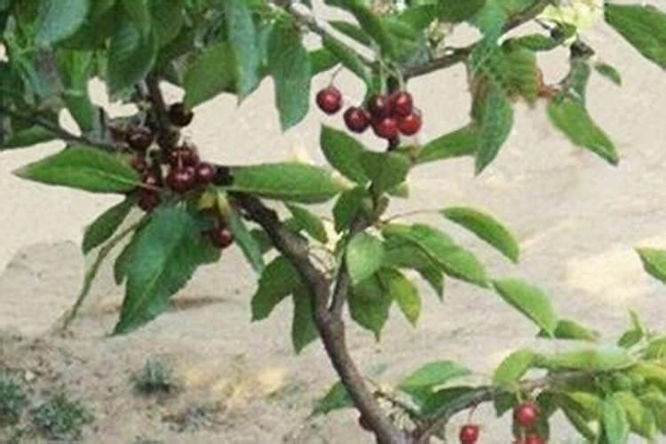 辛硫磷能不能用于油菜刚出苗期害虫的防治