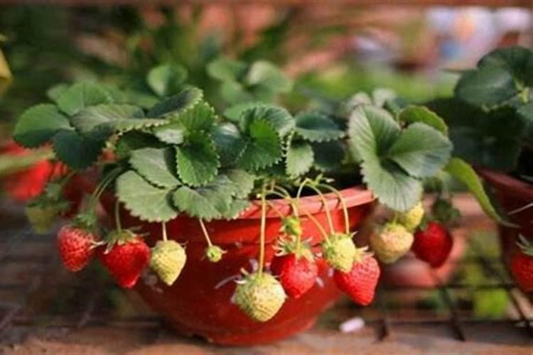 急急急急 请问 草莓花期可以喷施叶面肥吗？