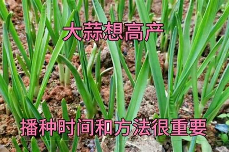 种大蒜用什么肥料最好