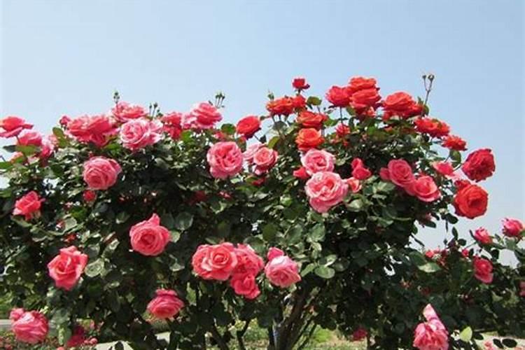 树状月季嫁接后如何施肥