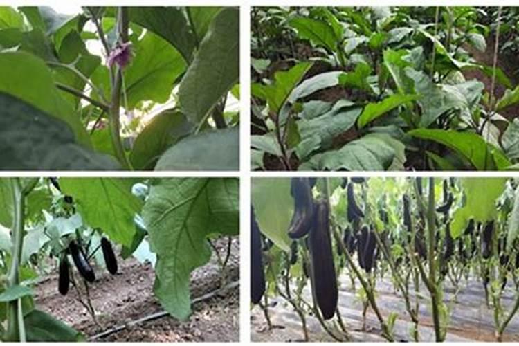 茄子的需肥规律是怎样的？施肥时需要注意哪些问题？