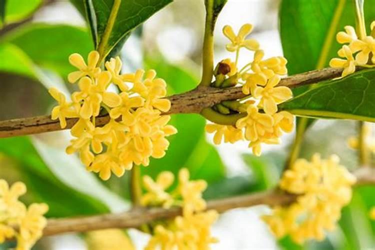 桂花树叶子不是很绿有点黄,该用哪些肥料才能防止这种情况呢？