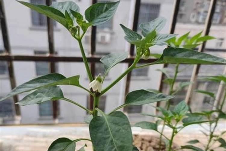 辣椒施肥的正确方法