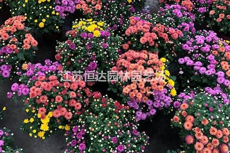 沭阳菊花小苗批发市场在哪里