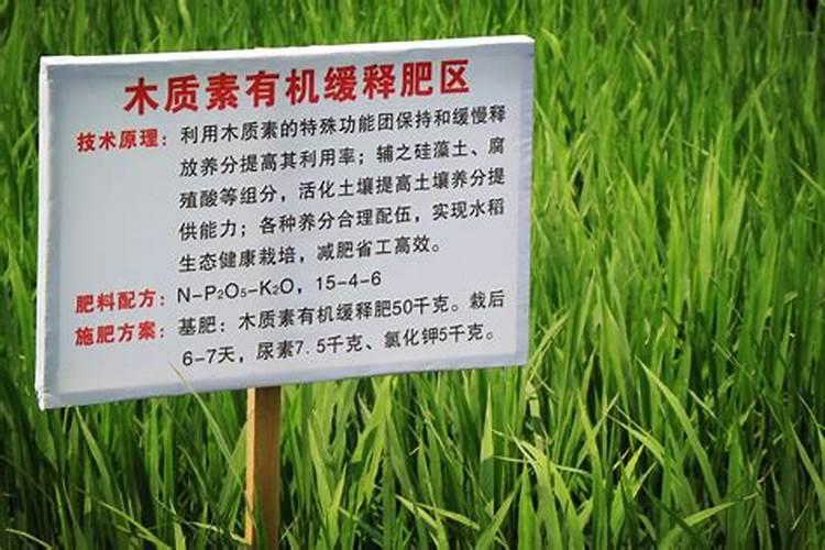 黄头龟长的快吗,能长多大