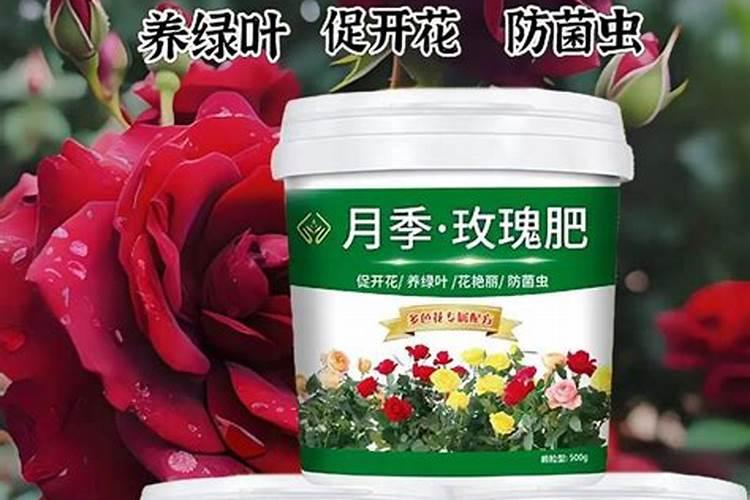 玫瑰花施肥施什么肥料 给玫瑰花施哪种肥
