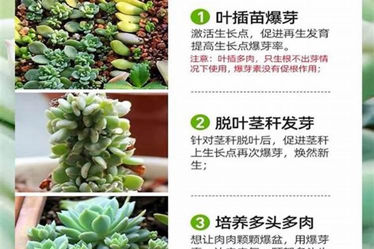 多肉植物控释肥和缓释肥的区别是什么？