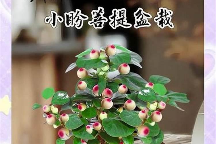 水稻肥料的使用