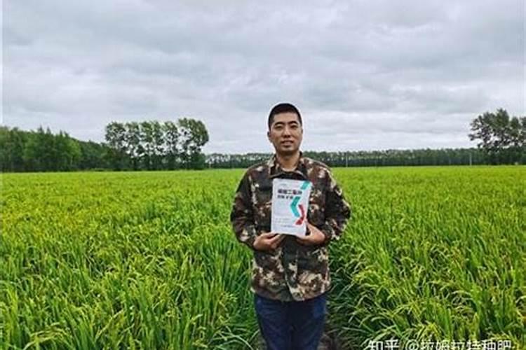 水稻粒肥什么时候施 增施钾肥在什么时间较好稻灌浆期用什么叶面肥可增产...