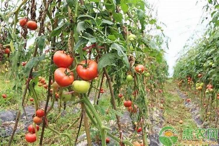 种植番茄需要用什么肥料？