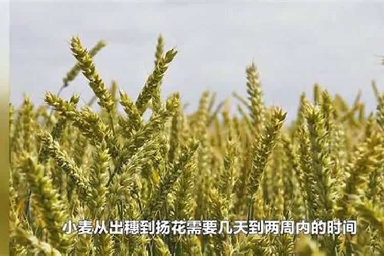 冬小麦施肥的最佳时间 注意事项有哪些