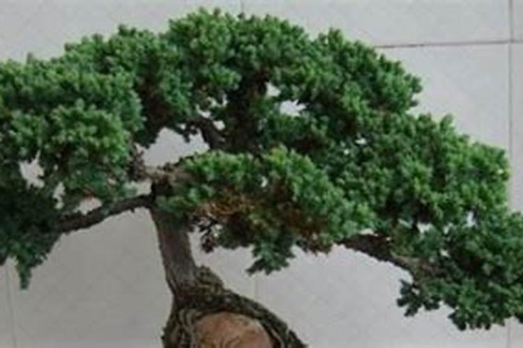 珍珠柏叶子发黄干枯怎么办