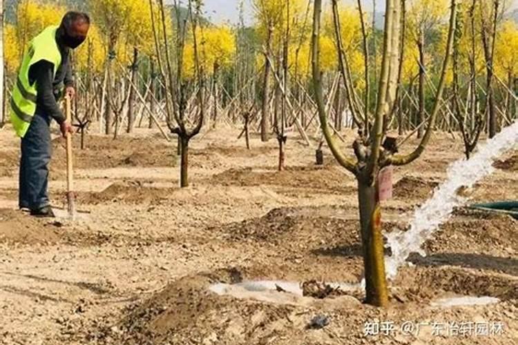 氨基酸水溶肥叶面喷施的效果