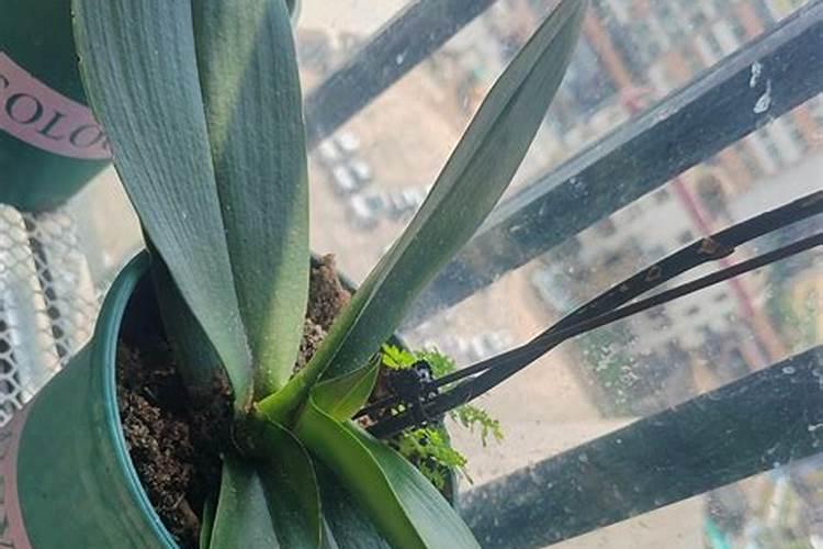 盆栽的仙草树盆土是湿的叶子有些发黄是怎么了