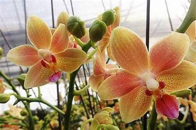 花期西红柿的病毒病如何治疗