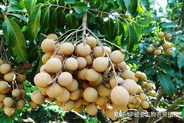 中国最大蔬菜种子批发市场请？