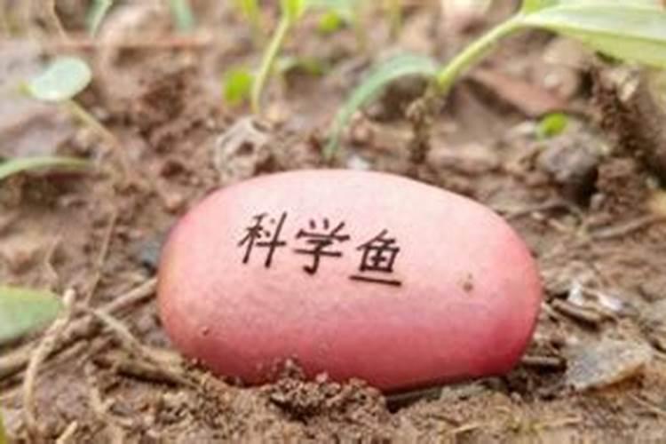 在农村种植四季豆,需要什么样的环境条件？