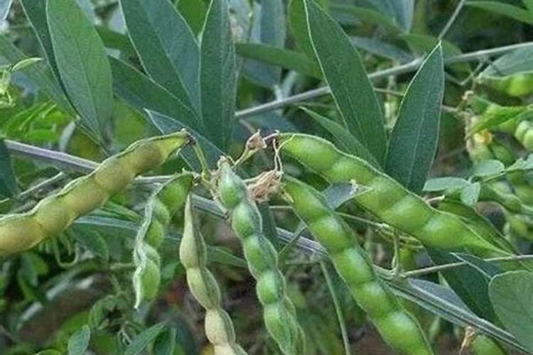 豆角施肥技巧都有哪些？如何让豆角结荚多,品质高？