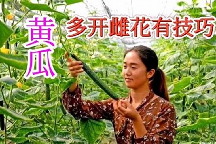 如何使节瓜多结瓜