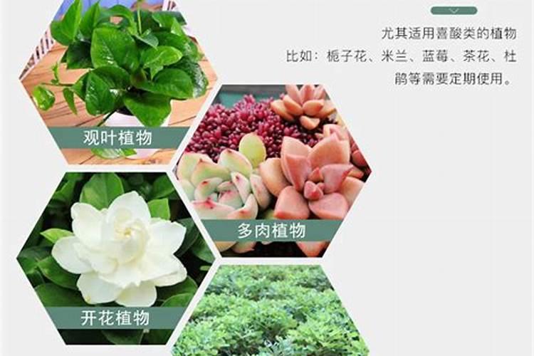 李子树春季施什么肥吧