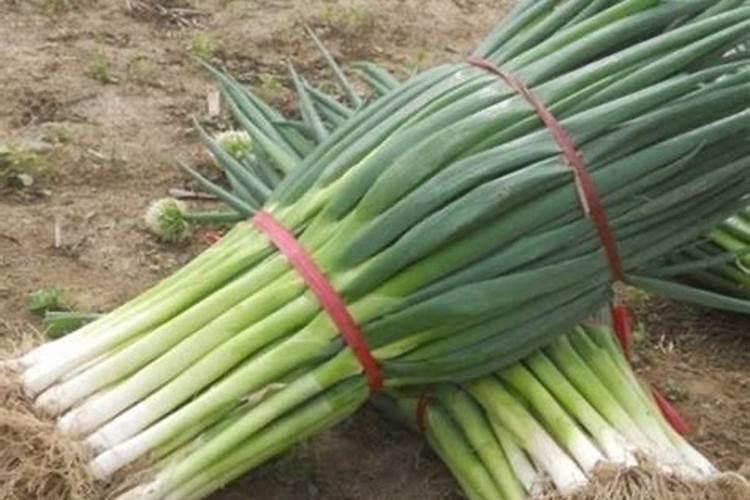 大葱最忌什么大葱肥料