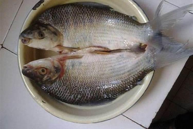 鱼油和鱼肝油一样吗