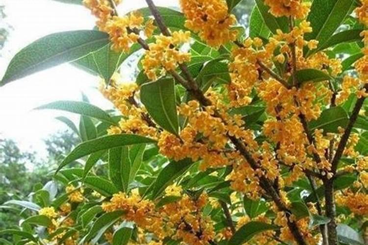 种植西瓜,主要步骤是什么？