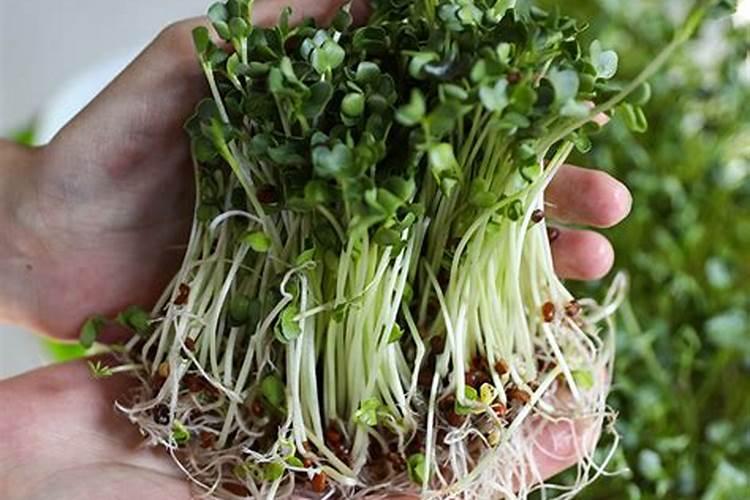 兰花用什么肥料