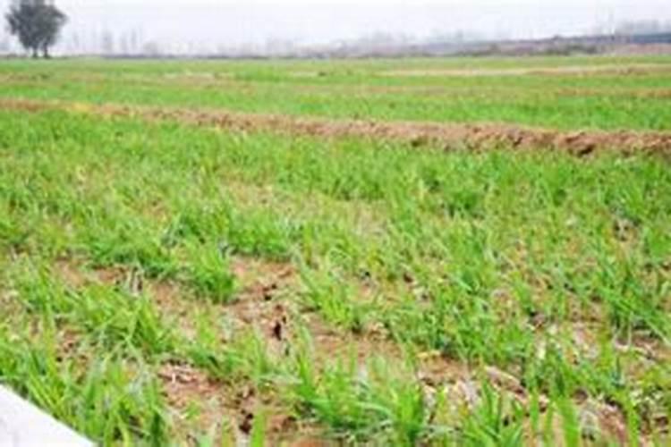 种植小麦哪时候施肥合适小麦什么时候施肥好