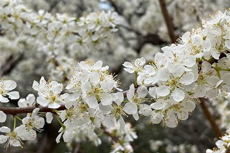李子初花期喷芸苔素好还是落花期喷芸苔素好？原因是什么？
