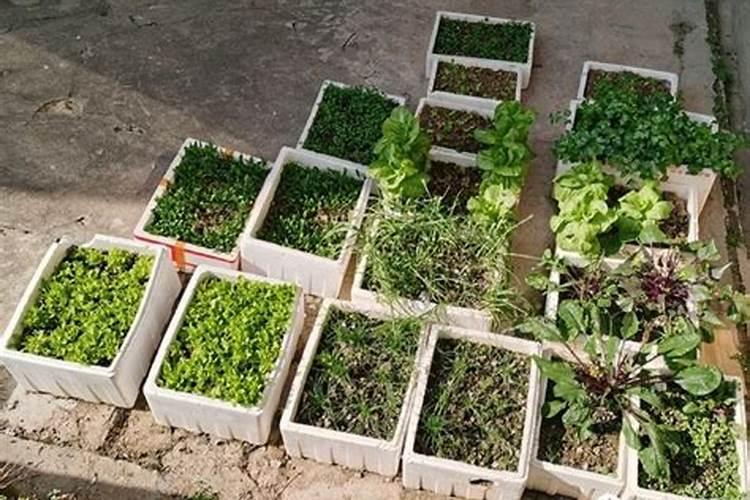 泡沫箱种西红柿多深的土