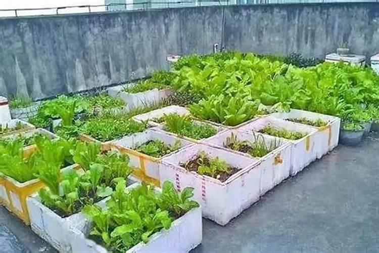 用泡沫箱种菜用什么方法(如何用泡沫箱种蔬菜)