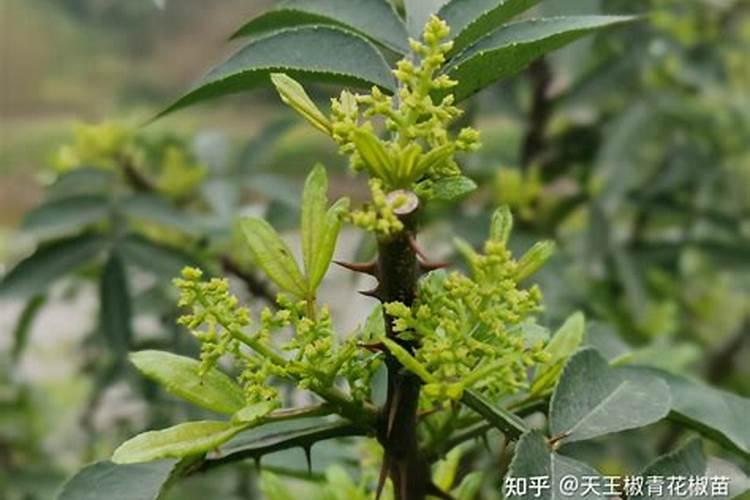 大量元素和微量元素口诀