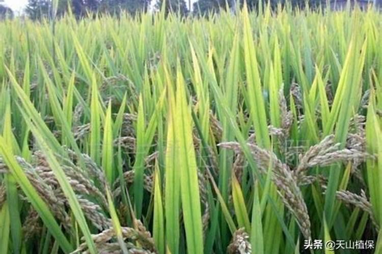 胺鲜脂能与醋共用吗？
