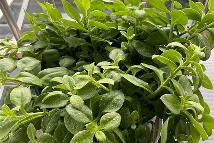烟台茗程生物科技有限公司怎么样？