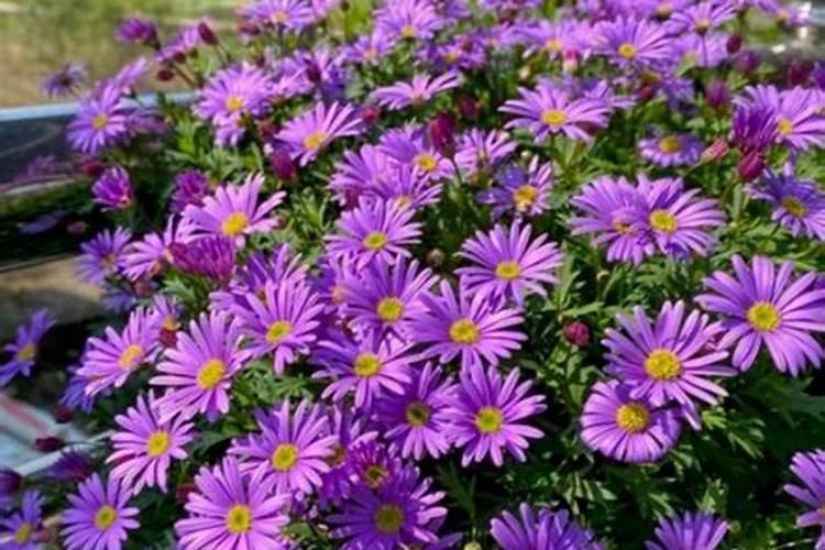 姬小菊夏天怎么养护最好