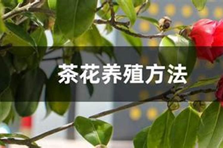 茶花如何追肥花苞只多不少