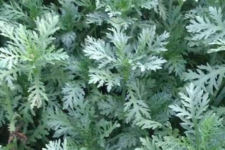 茼蒿种植管理技术及要点 茼蒿怎么控制水肥